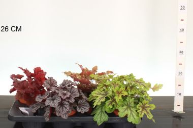 Tűzeső   HEUCHERA FAJTÁK CS13