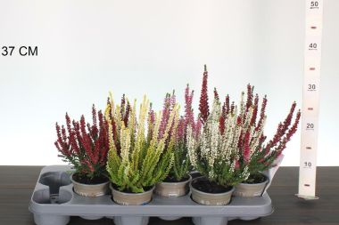 Csarab     CALLUNA VULGARIS BEAUTY LADIES 15CM CS10,5