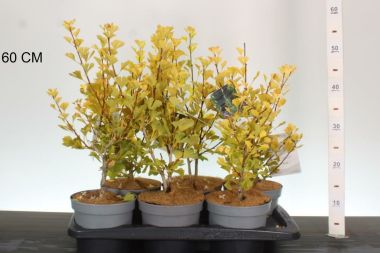 Oszlopos páfrányfenyő    GINKGO BILOBA MENHIR 30/40 K2