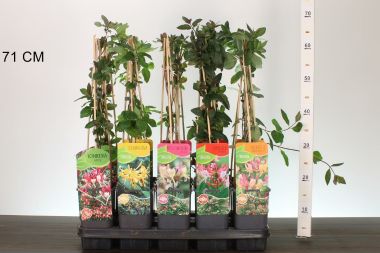 Kúszó lonc    LONICERA FAJTÁK 60CM K2