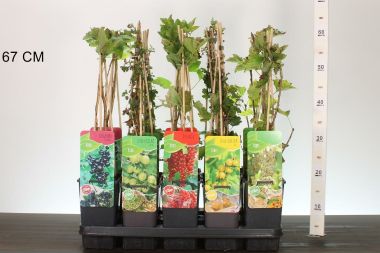 Bogyós gyümölcsűek RIBES MIX 60CM K2