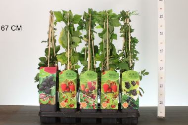 Málna/szeder RUBUS MIX 60CM K2