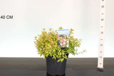 Nagyvirágú tárnicslonc     ABELIA GRANDIFLORA KALEIDOSCHOPE 20/25 K3