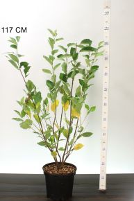mézalmácska  AMELANCHIER LAMARCKII 80/100 K5