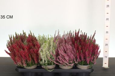 Csarab      CALLUNA VULGARIS GARDEN GIRLS 15/20 CS12