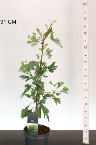 páfrányfenyő    GINKGO BILOBA 50/60 K3