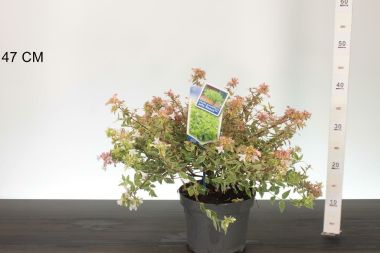 Nagyvirágú tárnicslonc      ABELIA GRANDIFLORA JELLY BEANS 30/35 CS19
