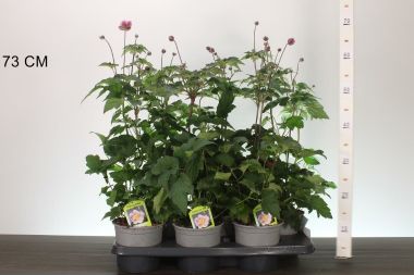 Szellőrózsa   ANEMONE HUPEHENSIS CS15