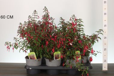 Fukszia  FUCHSIA MAGELLANCIA CS15