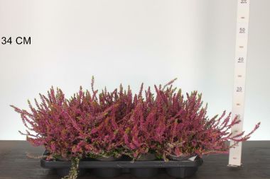 Csarab     CALLUNA VULGARIS GARDEN GIRLS BONITA 15/20 CS13