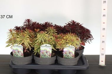 Kutyatej   EUPHORBIA AMYGDALOIDES FAJTÁK CS17