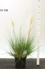 Pampafű  CORTADERIA SELLOANA MINI PAMPAS 20/30 CS23