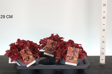 Tűzeső  HEUCHERA RED FURY K2