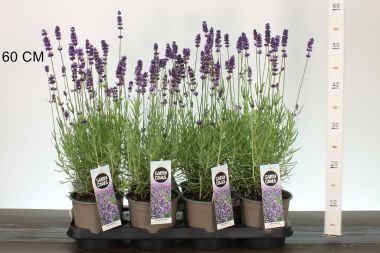 Levendula   LAVANDULA ANGUSTIFOLIA HIDCOTE K1,5