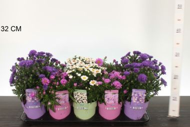 őszirózsa   ASTER FAJTÁK CS12