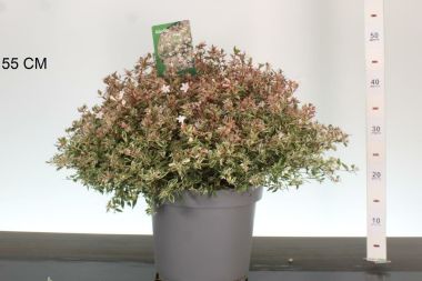 Nagyvirágú tárnicslonc    ABELIA GRANDIFLORA CONFETTI 40/+ K7,5