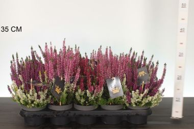 Csarab      CALLUNA VULGARIS BEAUTY LADIES COLOR CROWN 15/20 CS12