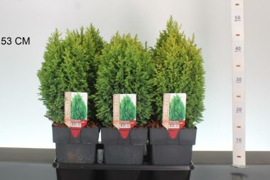 Arany oregoni hamisciprus CHAMAECYPARIS LAWSONIANA ELLWOODII GOLD 25/30 K2,5