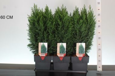 Oregoni álciprus   CHAMAECYPARIS LAWSONIANA ELLWOODII 30/35 K2,5