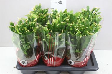 Karácsonyi kaktusz SCHLUMBERGERA 
