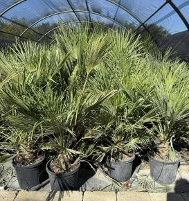 Törpe lószőrpálma CHAMAEROPS HUMILIS COMPACTA K15