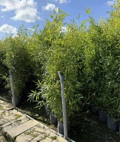 Sárgás bambusz  PHYLLOSTACHYS AUREA K9
