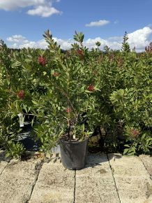 Kefevirág  CALLISTEMON CITRINUS SPLENDENS BOKOR K7