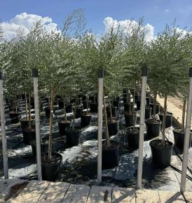 Havasi eukaliptusz  EUCALYPTUS GUNNII AZURA T1/2 K25