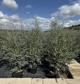 Havasi eukaliptusz  EUCALYPTUS GUNNII AZURA K10