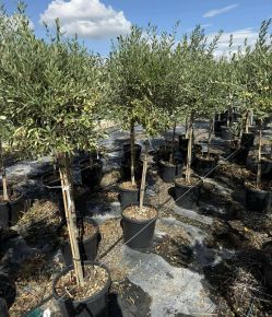Olajfa  OLEA EUROPAEA 12/14 T1/2 K30