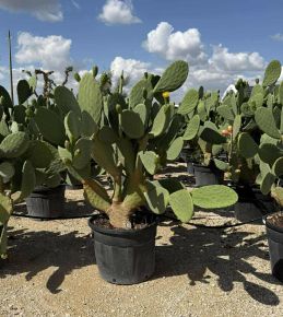 Fügekaktusz OPUNTIA FICUS INDICA K110