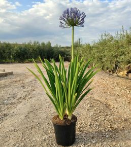 Afrikai szerelemvirág AGAPANTHUS AFRICANUS K7