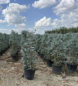 Havasi eukaliptusz  EUCALYPTUS GUNNII AZURA K45
