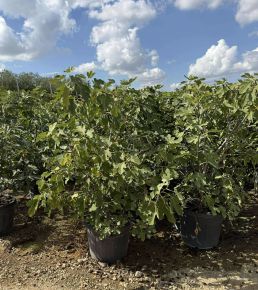 Füge  FICUS CARICA BORNHOLM K70