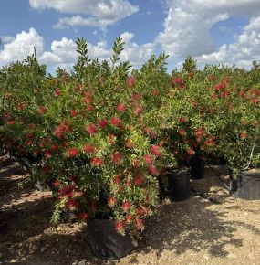 Kefevirág  CALLISTEMON CITRINUS SPLENDENS K55