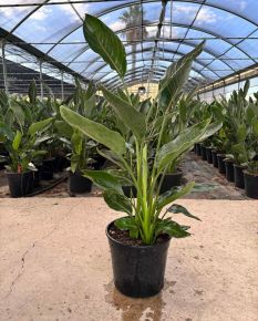 Papagájvirág  STRELITZIA NICOLAI K7