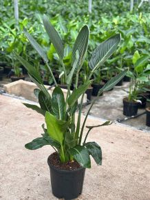 Papagájvirág  STRELITZIA REGINAE K7