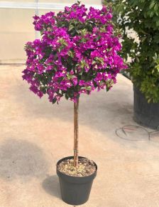 Murvafürt  BOUGAINVILLEA GLABRA SANDERIANA T1/2 K30