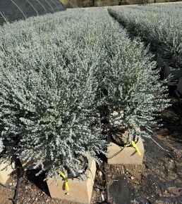 Havasi eukaliptusz  EUCALYPTUS GUNNII AZURA K18