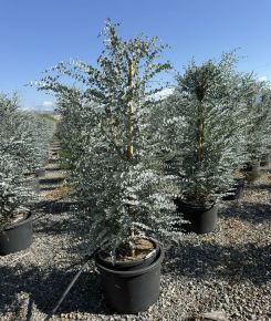 Havasi eukaliptusz  EUCALYPTUS GUNNII AZURA K35
