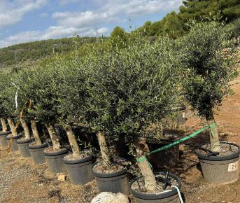 Olajfa    OLEA EUROPAEA K45