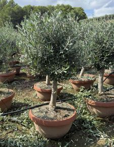 Olajfa    OLEA EUROPAEA TÁLBAN K45