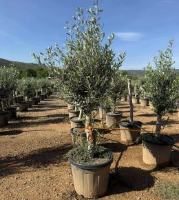 Olajfa   OLEA EUROPAEA T1/4 K45