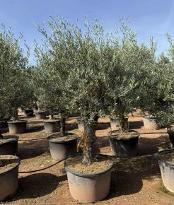 Olajfa   OLEA EUROPAEA BONSAI K160