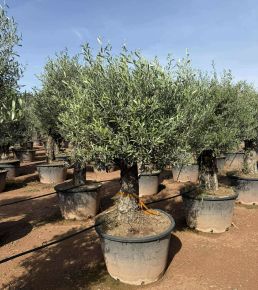 Olajfa   OLEA EUROPAEA BONSAI K230