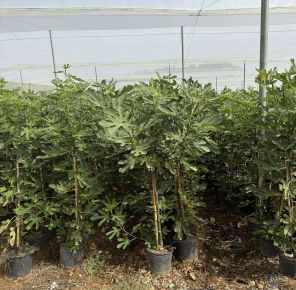 Füge  FICUS CARICA K10