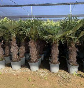 Kínai kenderpálma  CHAMAEROPS EXCELSA T50/60 K35