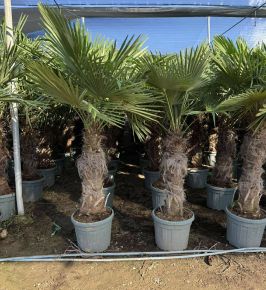 Kínai kenderpálma  CHAMAEROPS EXCELSA T60/80 K45