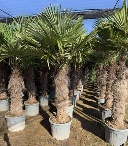 Kínai kenderpálma  CHAMAEROPS EXCELSA T100/120 K70