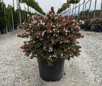 Nagyvirágú tárnicslonc   ABELIA GRANDIFLORA K20